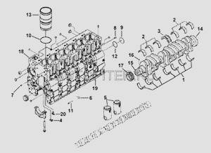 Шестерня коленчатого вала L c3918776 Cummins
