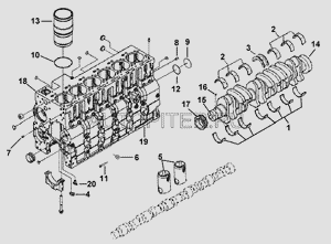 Шестерня коленчатого вала L c3918776 Cummins